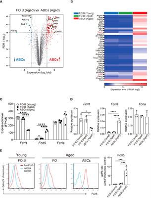 Upregulated Fcrl5 disrupts B cell anergy and causes autoimmune disease